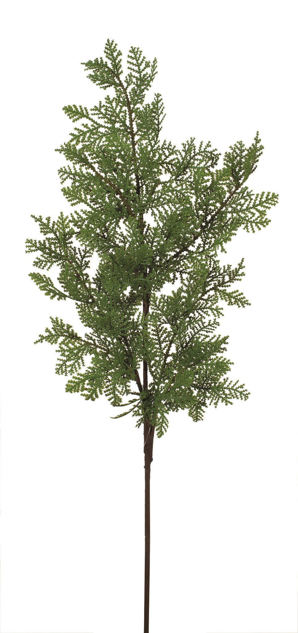 Spray Cedar